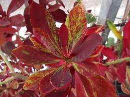 Synadenium rouge
